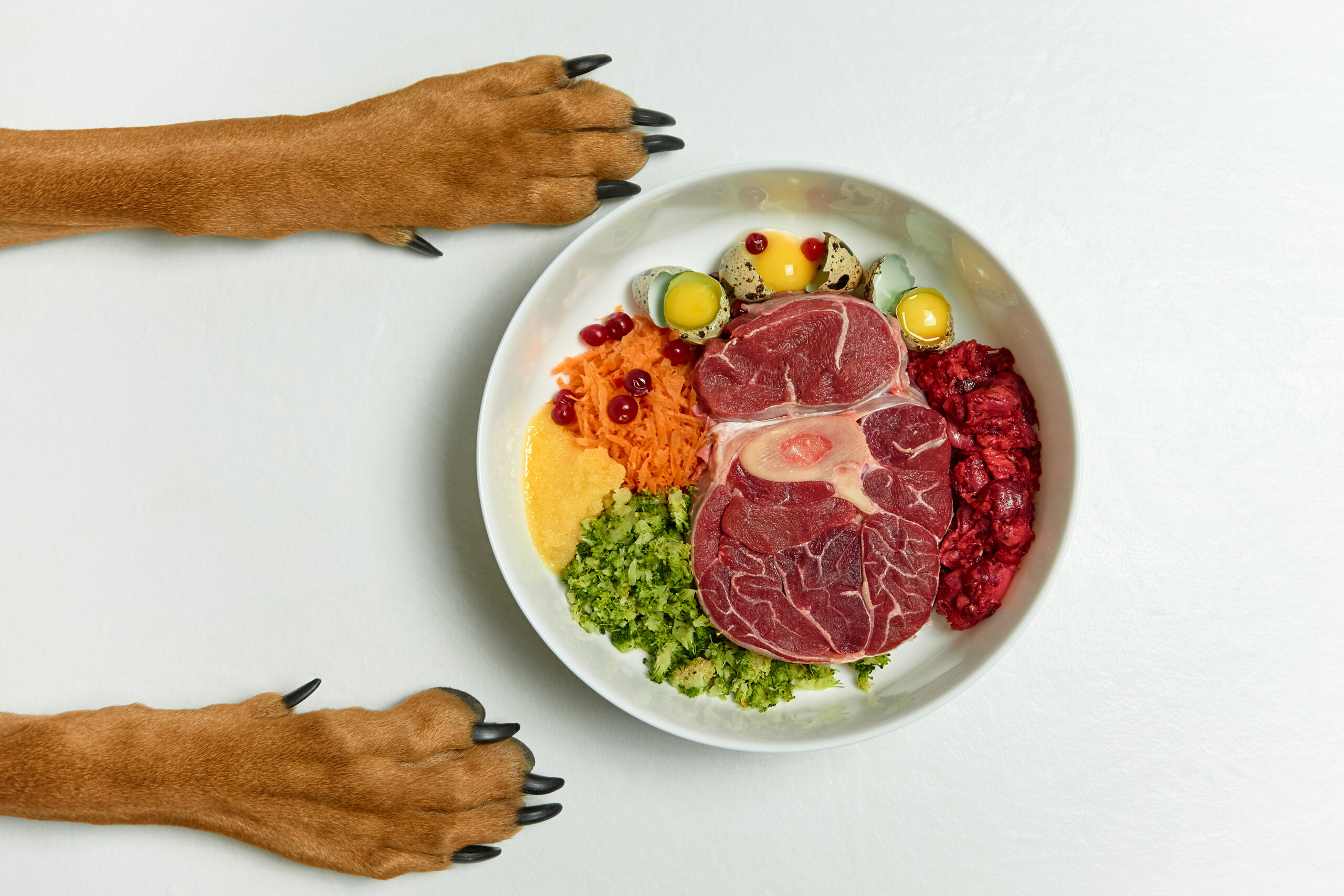Healthy dog food and nutrition bowl — CANFELA