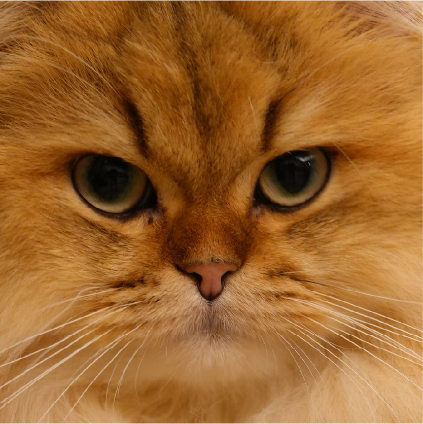 canfela cat food and diet consulting