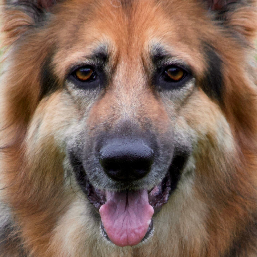 canfela german shepherd dog food and diet consulting