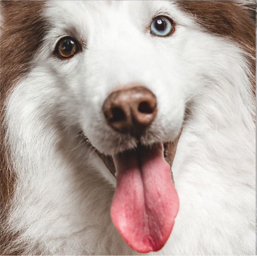 canfela huskey dog food and diet consulting
