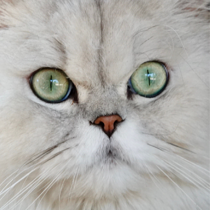 chinchila cat food special diet
